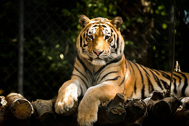 Best Tour Operator In Ranthambore for Jeep & Canter Safari