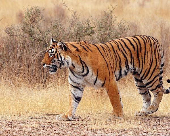 Bigcat Jungle Safari in Ranthambore