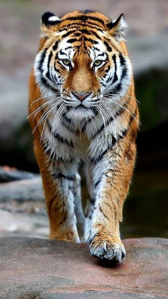 Best Tiger Safari in Ranthambore National Park